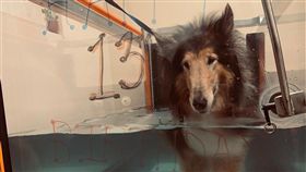 除了傳統的獸醫治療，美國一間寵物醫院還提供多種服務，如水療。