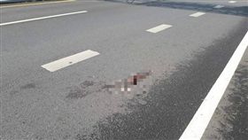 嘉義,動保員,防治所,貓屍,國道（圖／翻攝畫面）