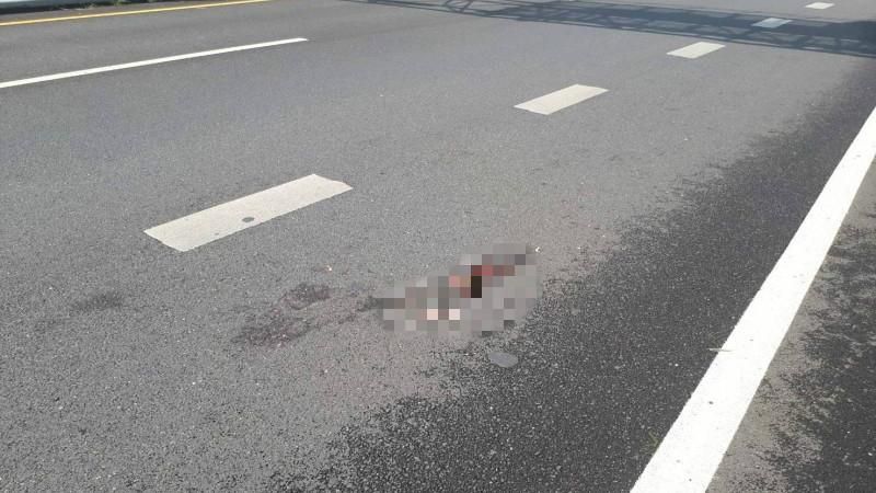 貓咪慘死國道！她車卡住發怪聲...