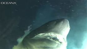 化石,恐龍,鯊魚, OceanX,潛水艇,灰六鰓鯊。(圖/翻攝自YOUTUBE)