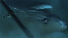 化石,恐龍,鯊魚, OceanX,潛水艇,灰六鰓鯊。(圖/翻攝自臉書)