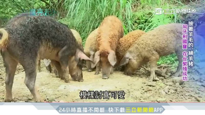 匈牙利國寶「綿羊豬」　在台成功繁殖
