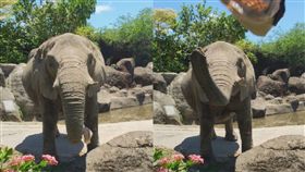 大象,帽子,靈性,臺北市立動物園,小孩,溫馨,吶喊,幫忙,　圖／翻攝自Kelly Tseng臉書