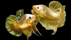 泰國,鬥魚,黃金鬥魚,金屬色。(圖/翻攝自泰國世界日報)