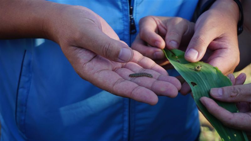 防秋行軍蟲！金門集結團隊擬長期抗戰