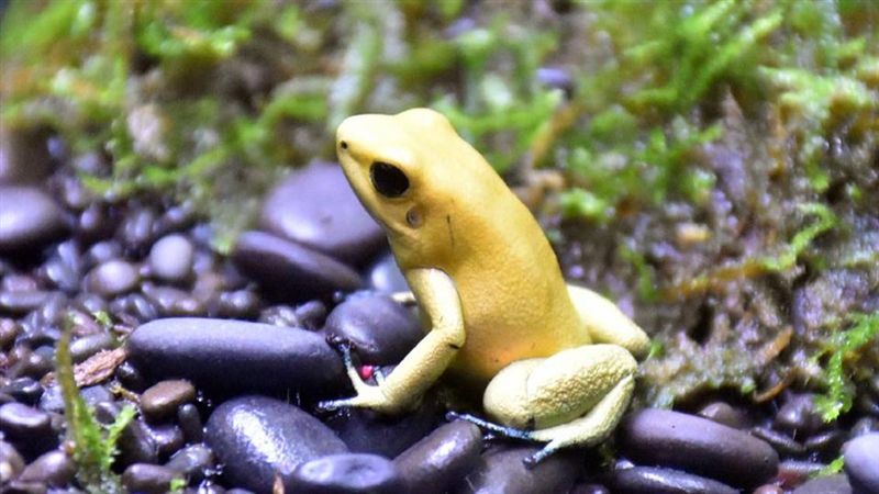 「蛙爸」有愛　動物園箭毒蛙繁殖有成