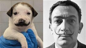 汪留小鬍子「離奇撞臉達利」　網看呆：莫非是藝術家轉世（圖／翻攝自Hearts & Bones Rescue FB）