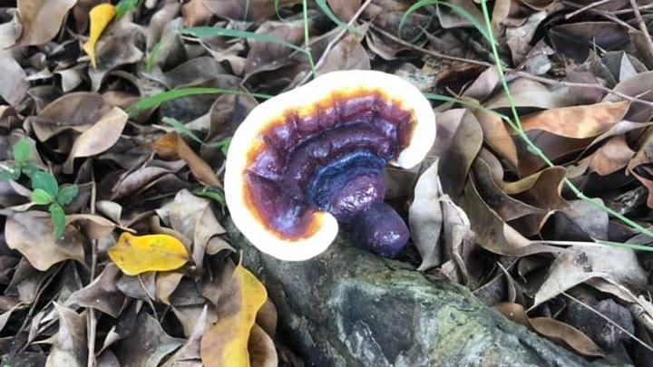他遛狗見「野生靈芝」驚呆！網勸別吃