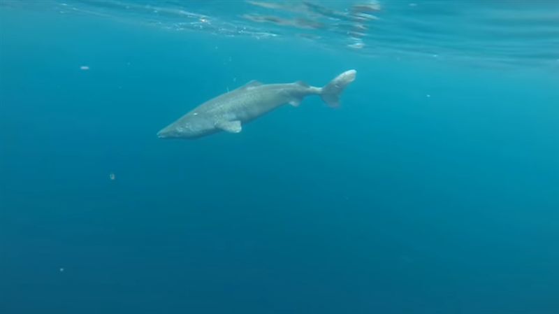 史上最老動物！這條鯊魚冷看明清衰亡