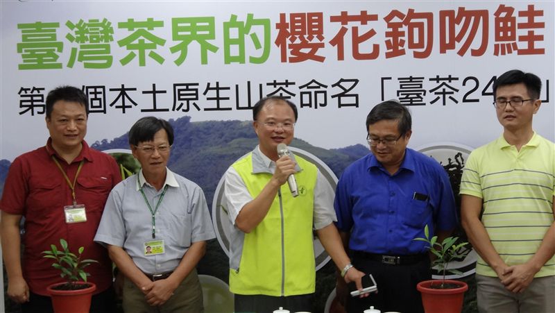 唯一原生台灣味　台茶24號19年育