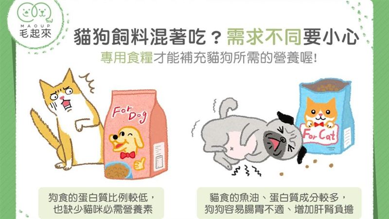 貓狗飼料混著吃？需求不同要小心