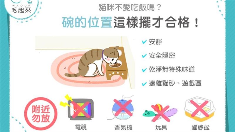 主子不吃飯？碗的位置這樣擺才合格！