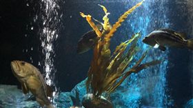 昆布,高湯,水族館,小樽（圖／翻攝自chaca21911推特）