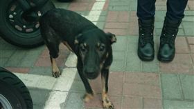 桃園,Honey,流浪狗,警犬,實習（圖／翻攝畫面）