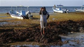 棕色海草,全球暖化,墨西哥,馬尾藻,邁阿密海灘