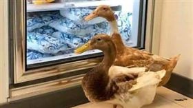 鴨霸,超商,吹冷氣,夜市,寵物鴨(翻攝自爆怨公社)