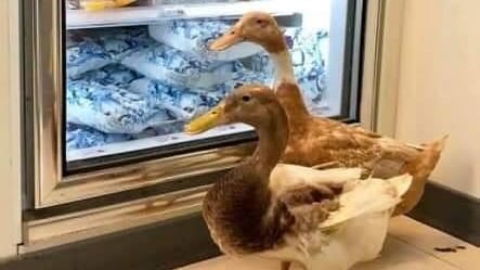 超商闖入呆萌鴨霸　店員：來吹冷氣的