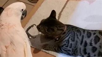 聞到鳥仔腳…花喵「肉掌盛開」嚇暈！