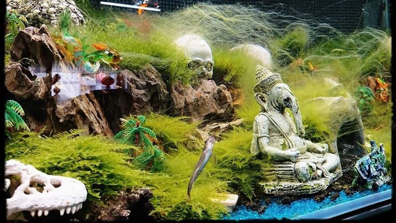 這缸養7頭骨…妻喊:快請道士下山