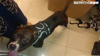 美國惡霸犬襲擊母子　鄰居爆料這麼說