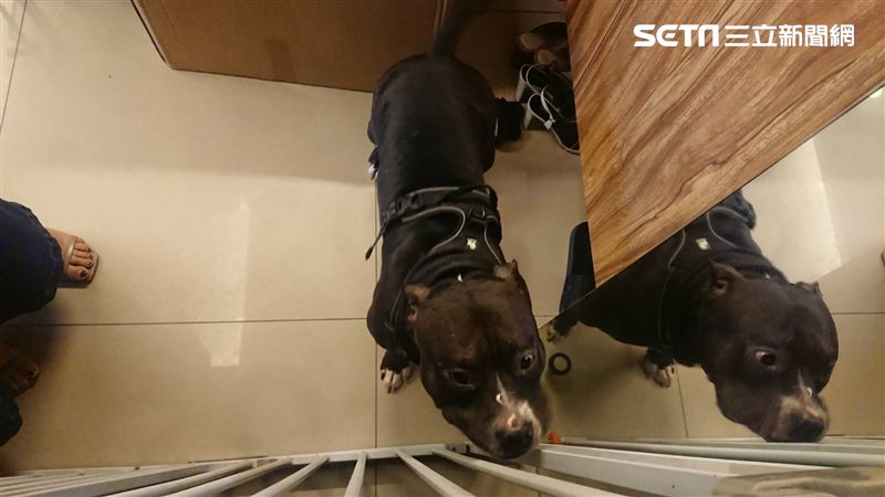 惡霸犬襲擊母子！卻因這原因無法重罰