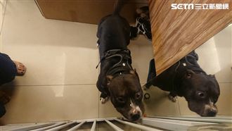 疑為搶手上的雞蛋糕　惡霸犬襲擊男童