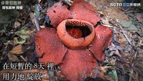 ▲萊佛士花的花期很短暫。（圖／背包旅神　授權）