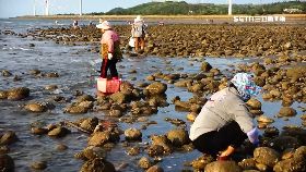 白沙屯採蚵1200