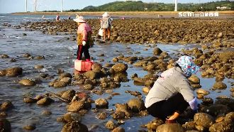趁颱風來臨前　民眾搶採「海牛奶」