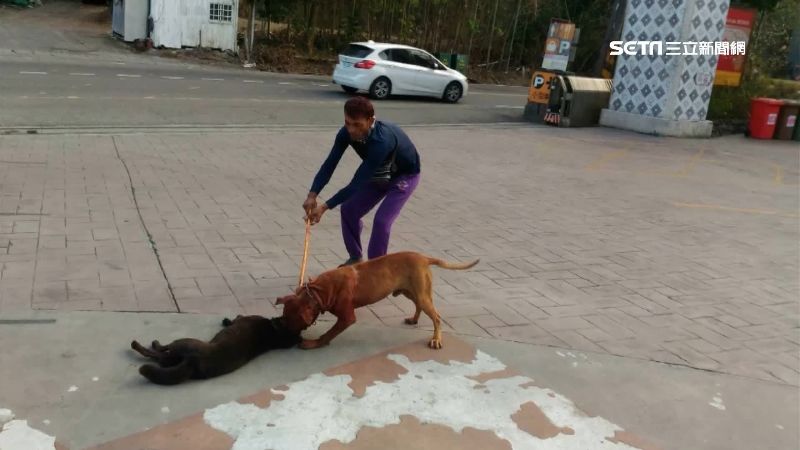 比特犬緊咬怎辦？動防所曝光自救祕招
