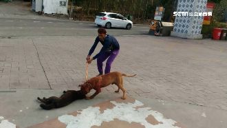 比特犬緊咬怎辦？動防所曝光自救祕招