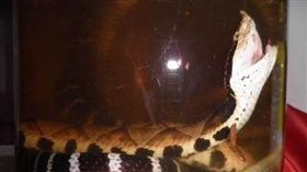 毒蛇泡酒喝到快見底　筷子一戳竟復活(圖／翻攝自網路)