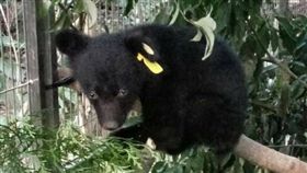 等嘸媽媽！台東廣原熊暫由人類照養