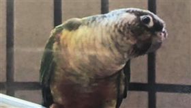 美女,小鳥,走失,啾啾(翻攝自臉書)