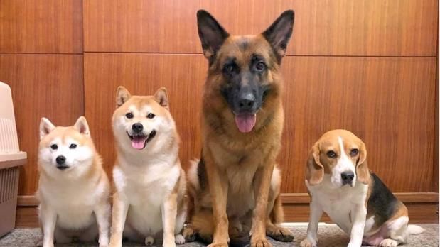 毛孩凌晨騷動挨罵　地震後主人好愧疚