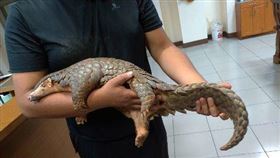 捷克,布拉格動物園,對台友好,歧見加深,穿山甲,取代熊貓(圖/警方提供)中央社