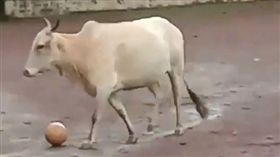 公牛旁觀足球賽…球滾到牠腳下 防守開關竟然打開不還人家（圖／翻攝自@bhogleharsha Twitter）