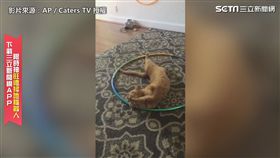 主人剛剛叫我嗎？　喵星人快樂翻滾圓肚全露