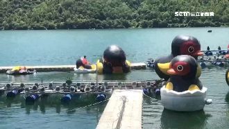 強颱風雨快來了！鯉魚潭「收鴨禁見」