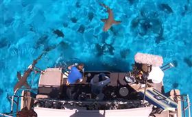 鯊魚,網紅,youtuber,滴血,牛血,美國。(圖/翻攝自YOUTUBE)