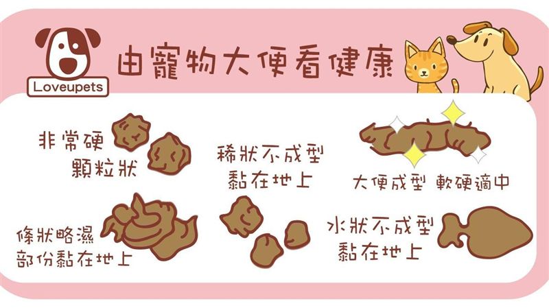 便便學問多寵物的健康 哪種類型牠最健康? | 名家 | 三立新聞網 SETN.COM