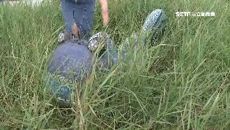 雜草長棧道爛！市民：旗津這樣拚觀光