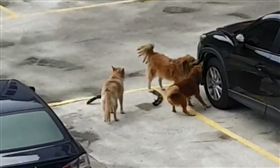 野狗啃咬車輛，用力的往後拉扯。（圖／翻攝自爆廢公社　臉書）