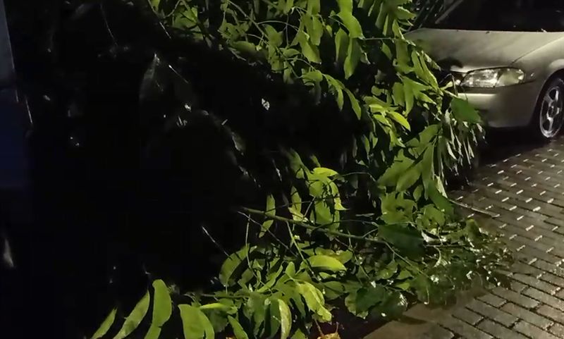 鋸樹防颱腳滑　男9米墜落身亡