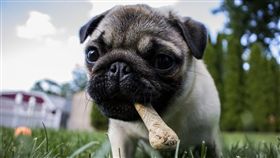 ▲骨頭會傷害汪汪食道（圖／Pixabay）