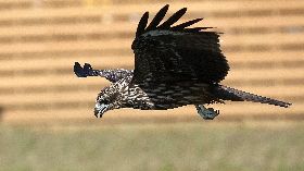 基隆港黑鳶盤旋　港邊俯衝覓食（1）