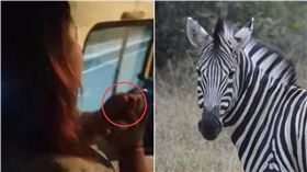 河南,動物園,斑馬,中指,受傷（圖／翻攝自都市頻道、PIXABAY）