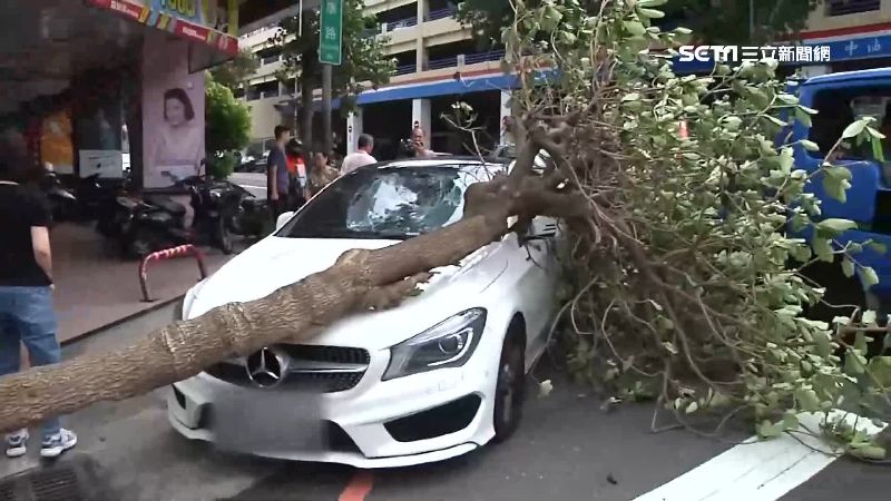 強風吹倒樹砸車…車主要國賠前吃紅單