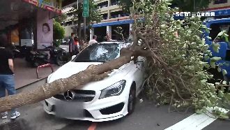 強風吹倒樹砸車…車主要國賠前吃紅單