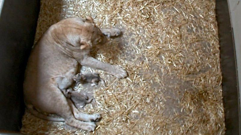 母獅順產2幼獅　3天後狠吃屍骨不留